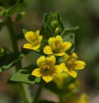 Tozzia alpina subsp. alpina