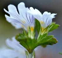 Euphrasia alpina