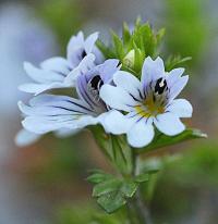 Euphrasia alpina