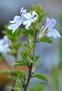 Euphrasia alpina