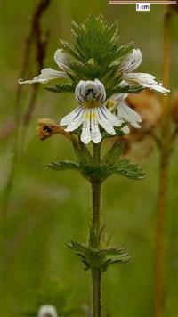 Euphrasia stricta