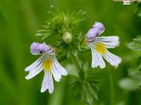 Euphrasia stricta