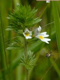 Euphrasia stricta Euphrasia stricta