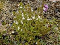 Euphrasia stricta