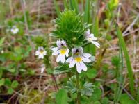 Euphrasia nemorosa 