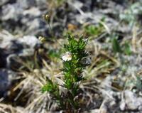 Euphrasia nemorosa 