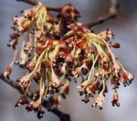 Ulmus laevis