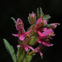 Odontites vernus