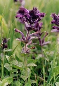 Bartsia alpina