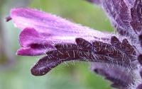 Bartsia alpina