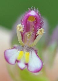 Parentucellia latifolia