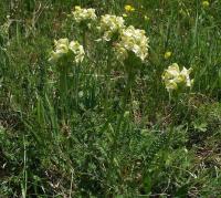 Pedicularis tuberosa