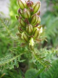 Pedicularis tuberosa