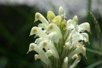 Pedicularis foliosa