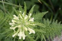 Pedicularis foliosa