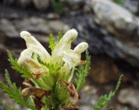 Pedicularis foliosa