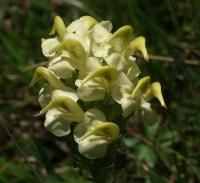 Pedicularis tuberosa