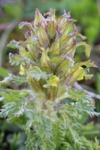 Pedicularis comosa subsp. schizocalyx