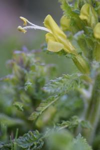 Pedicularis comosa subsp. schizocalyx