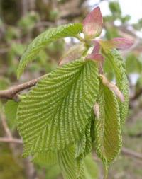 Ulmus glabra