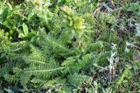 Pedicularis comosa subsp. schizocalyx