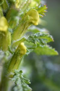 Pedicularis comosa subsp. schizocalyx