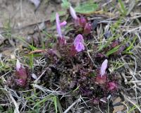 Pedicularis sylvatica subsp. sylvatica