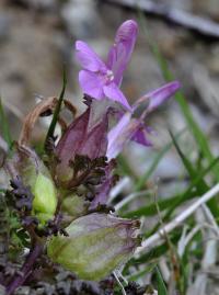 Pedicularis sylvatica subsp. sylvatica