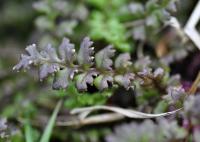 Pedicularis sylvatica subsp. sylvatica