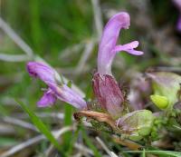 Pedicularis sylvatica subsp. sylvatica