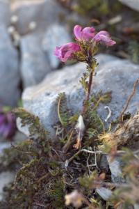 Pedicularis pyrenaica