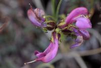 Pedicularis pyrenaica