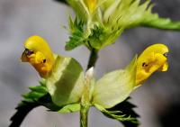 Rhinanthus minor