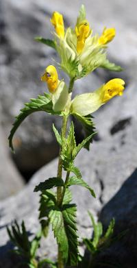 Rhinanthus minor