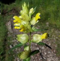 Rhinanthus angustifolius