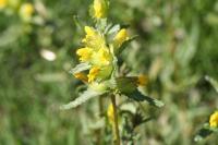 Rhinanthus angustifolius