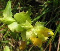 Rhinanthus angustifolius