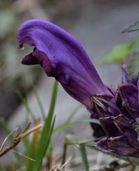 Lathraea clandestina