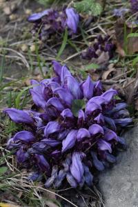 Lathraea clandestina