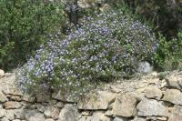 Globularia alypum