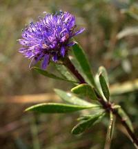 Globularia alypum