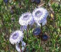 Globularia alypum