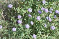 Globularia alypum