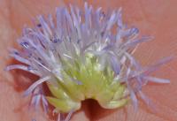 Globularia cordifolia