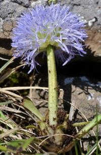 Globularia cordifolia