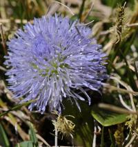 Globularia cordifolia