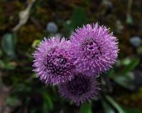 Globularia vulgaris