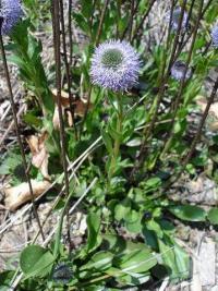 Globularia vulgaris