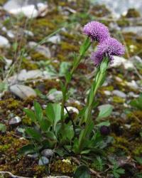 Globularia vulgaris