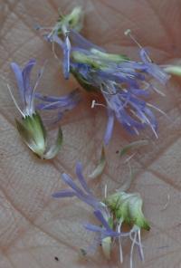 Globularia nudicaulis